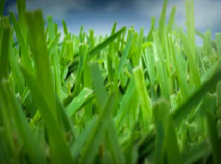 lawn